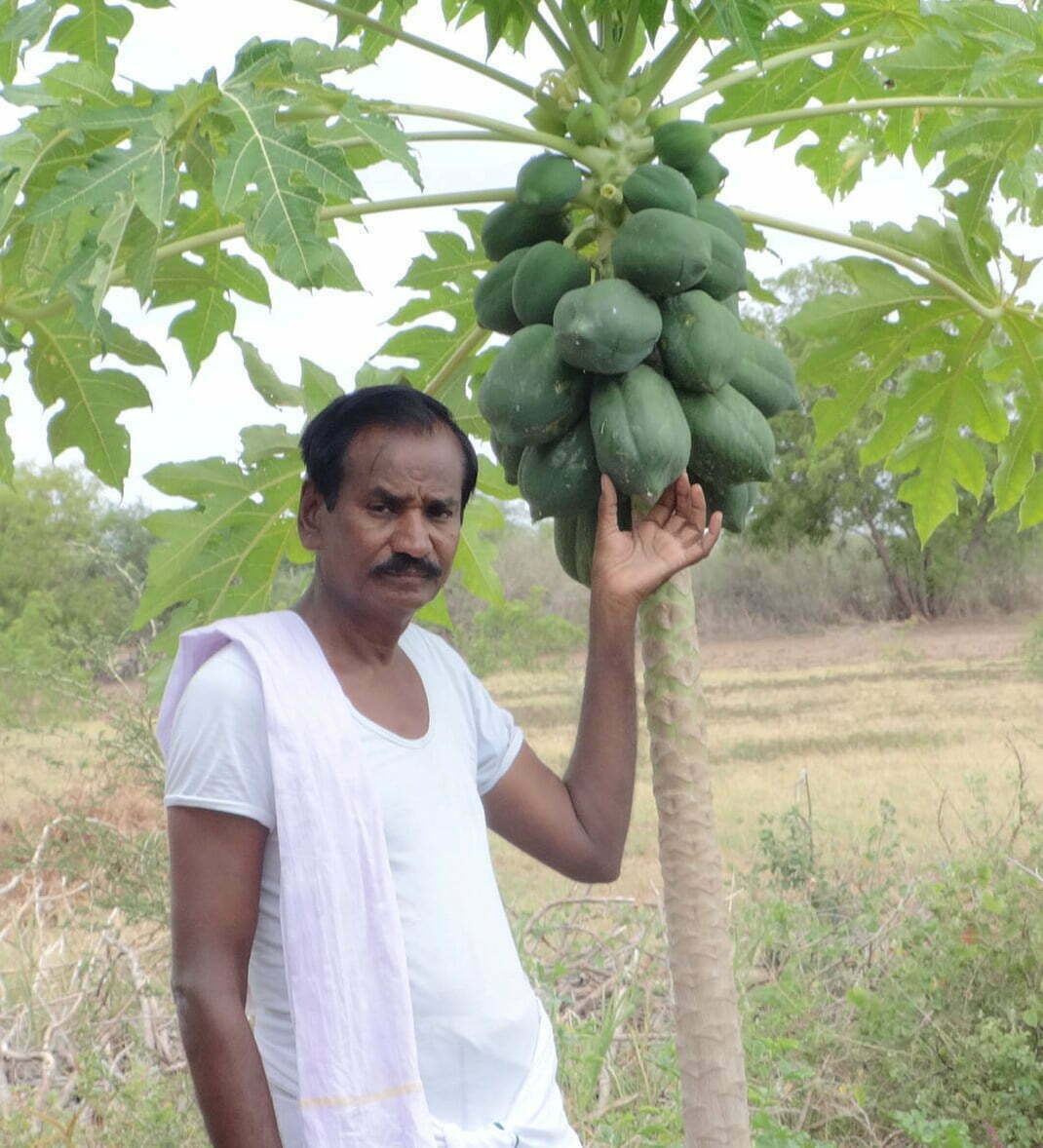 பப்பாளி சாகுபடியில் ஒரு மரத்து வருமானம் 6,500 ரூபாய்!