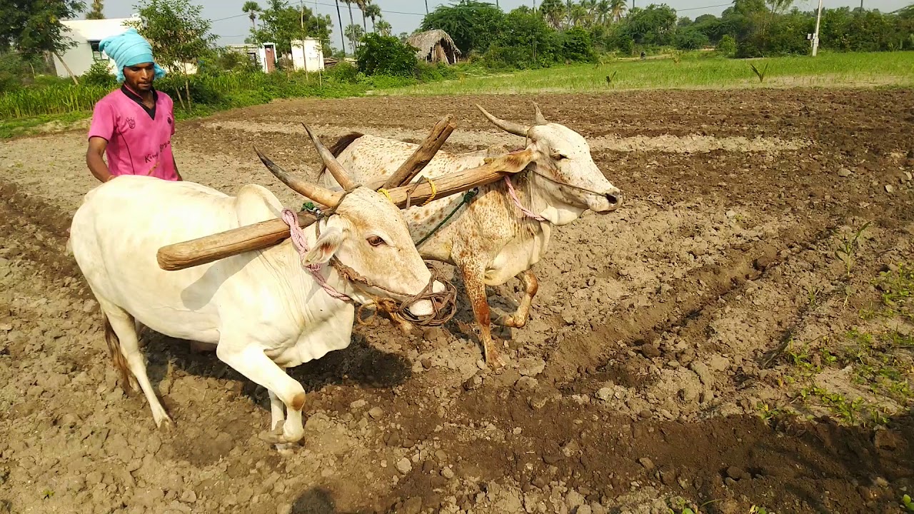 பயிர் இரகங்கள் மற்றும் உழவர் உரிமைகள் பாதுகாப்புச் சட்டம்!