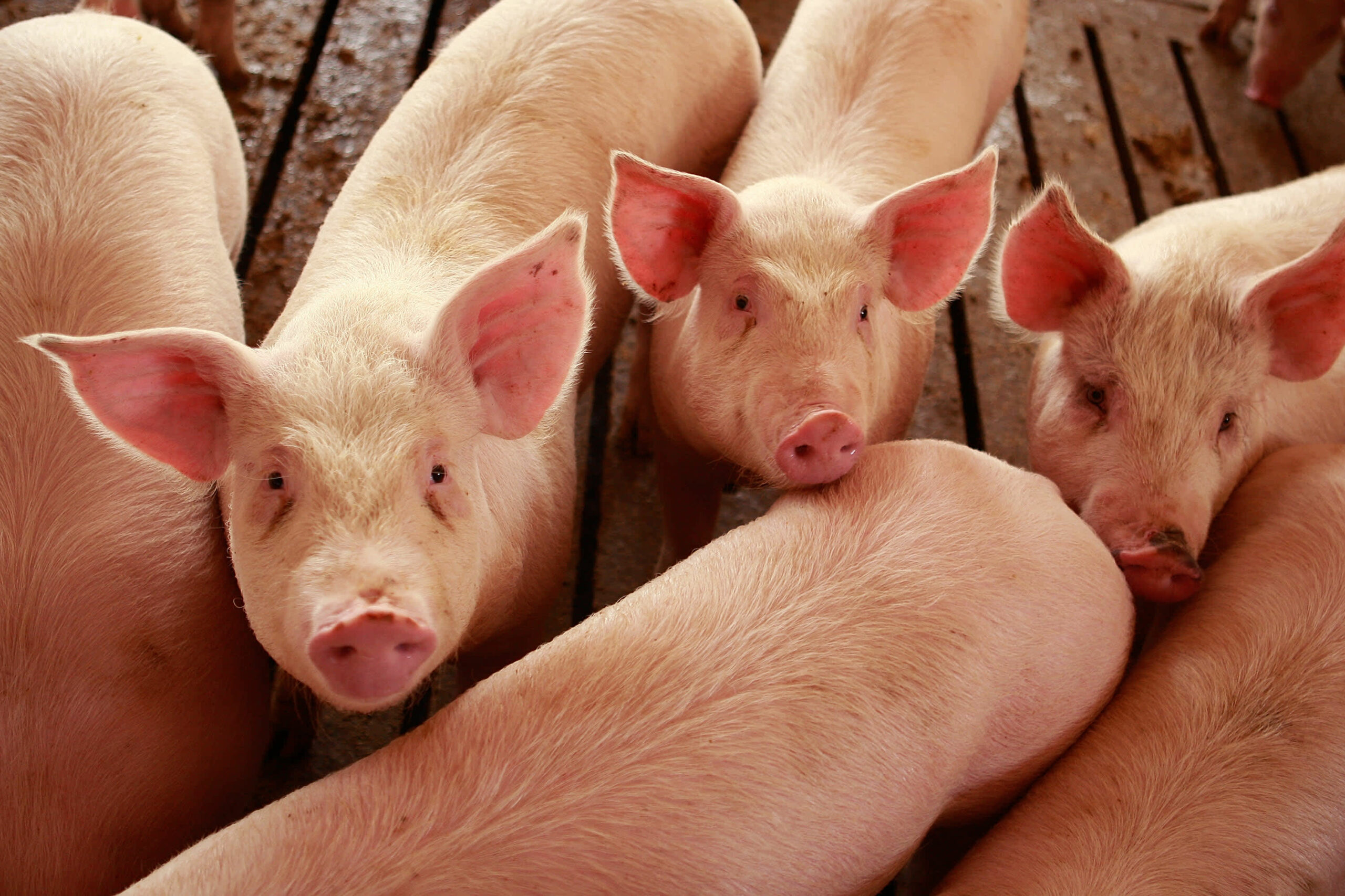 Integrated Pig Farming