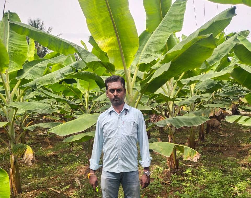 வாழை சாகுபடியில் தோட்டம் சுத்தமா இருந்தா நோயோ பூச்சியோ தாக்காது!