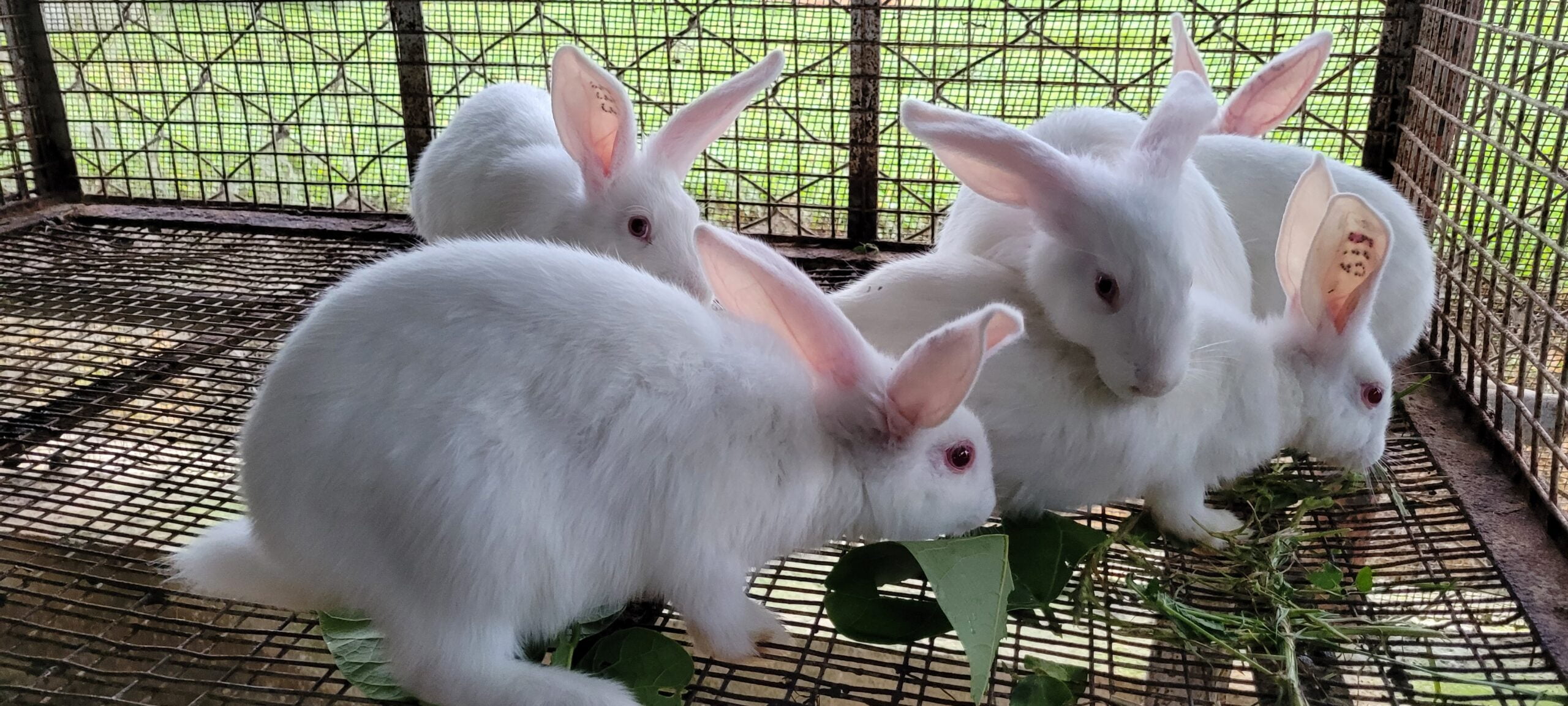 முயல் வளர்ப்பும் விற்பனை வாய்ப்புகளும்!