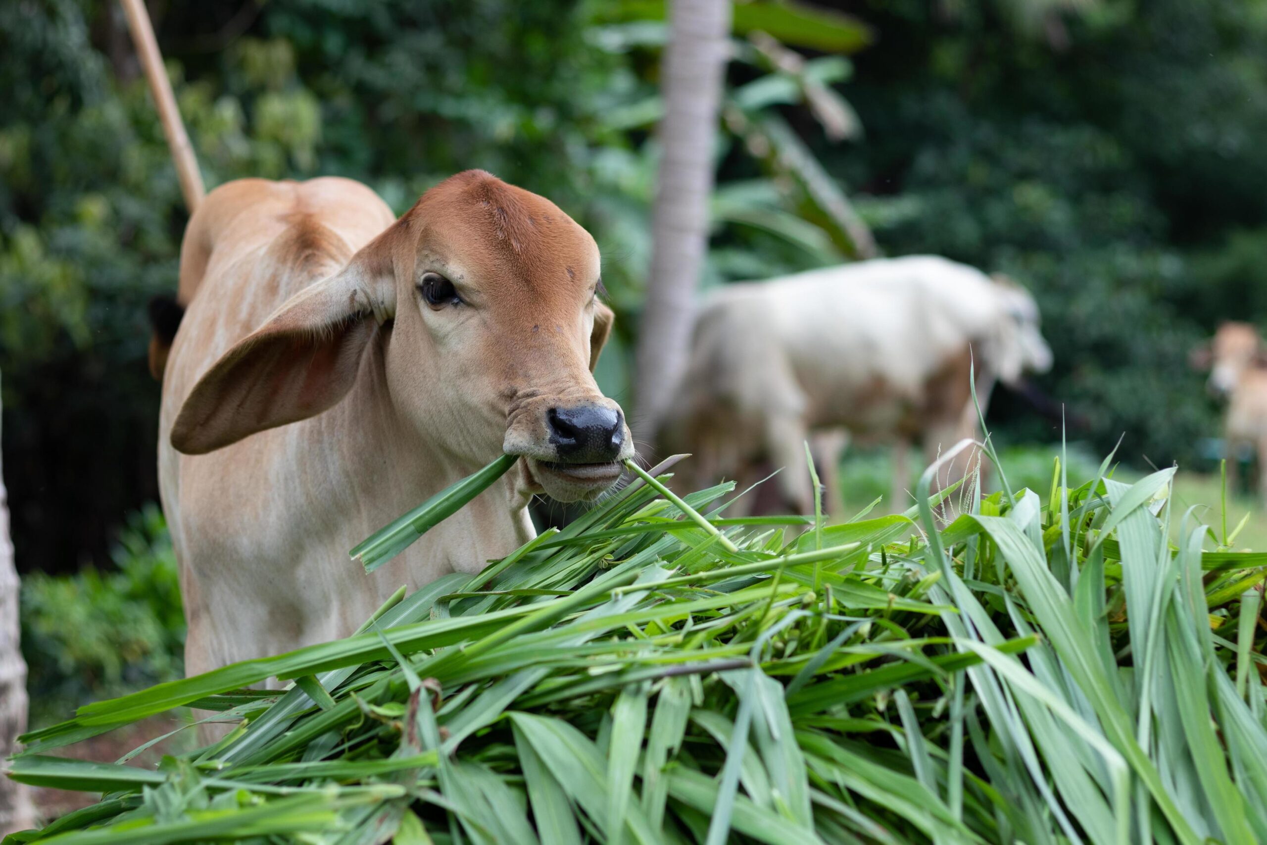 கால்நடை வளர்ப்பில் பசுந்தீவனத்தின் பங்கு!