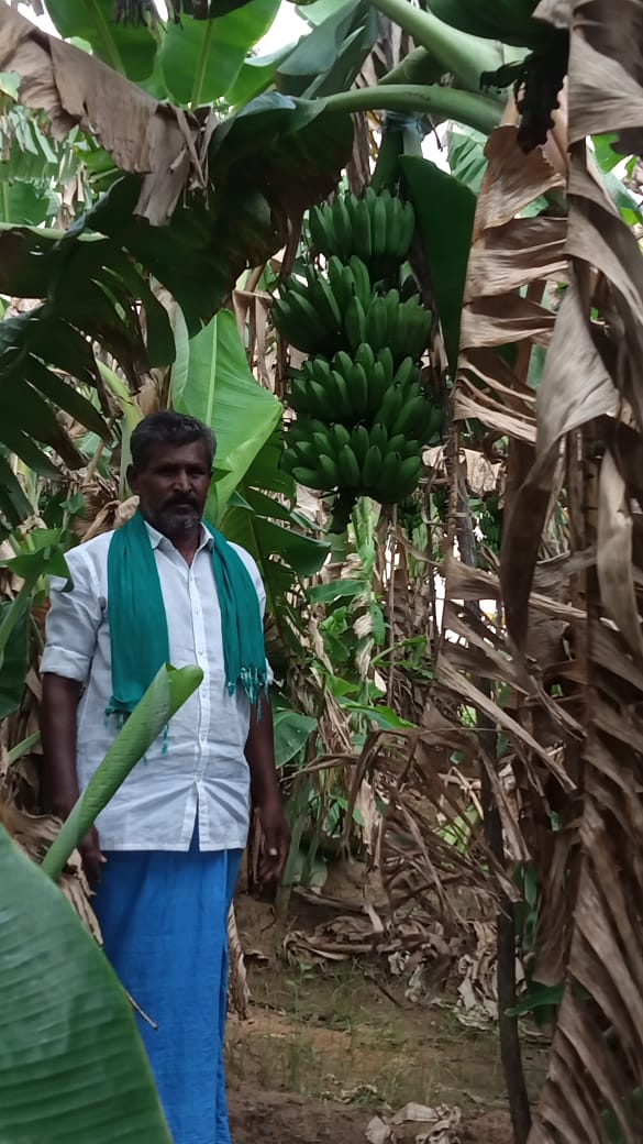 இயற்கை விவசாயத்தில் சாதிக்கும் கோரைப்பள்ளம் விவசாயி!