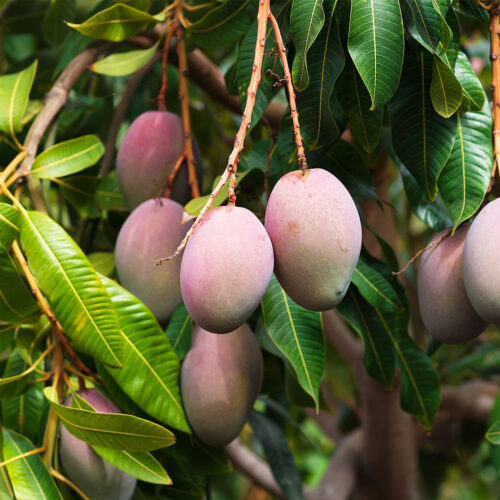 Mango Cultivation in Tamil Nadu!