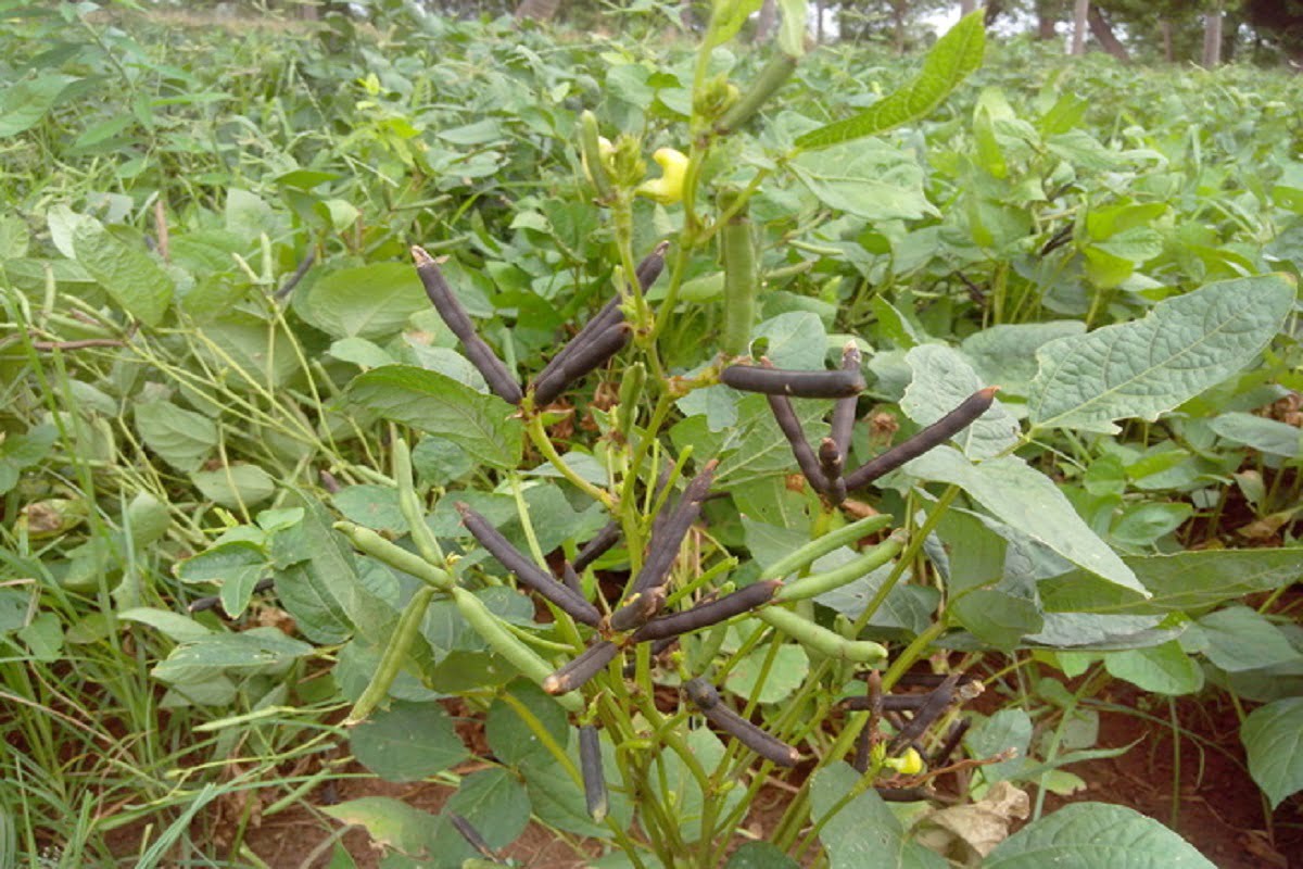 பயறு வகைகள் சாகுபடியில் மண்ணாய்வும் உர மேலாண்மையும்!