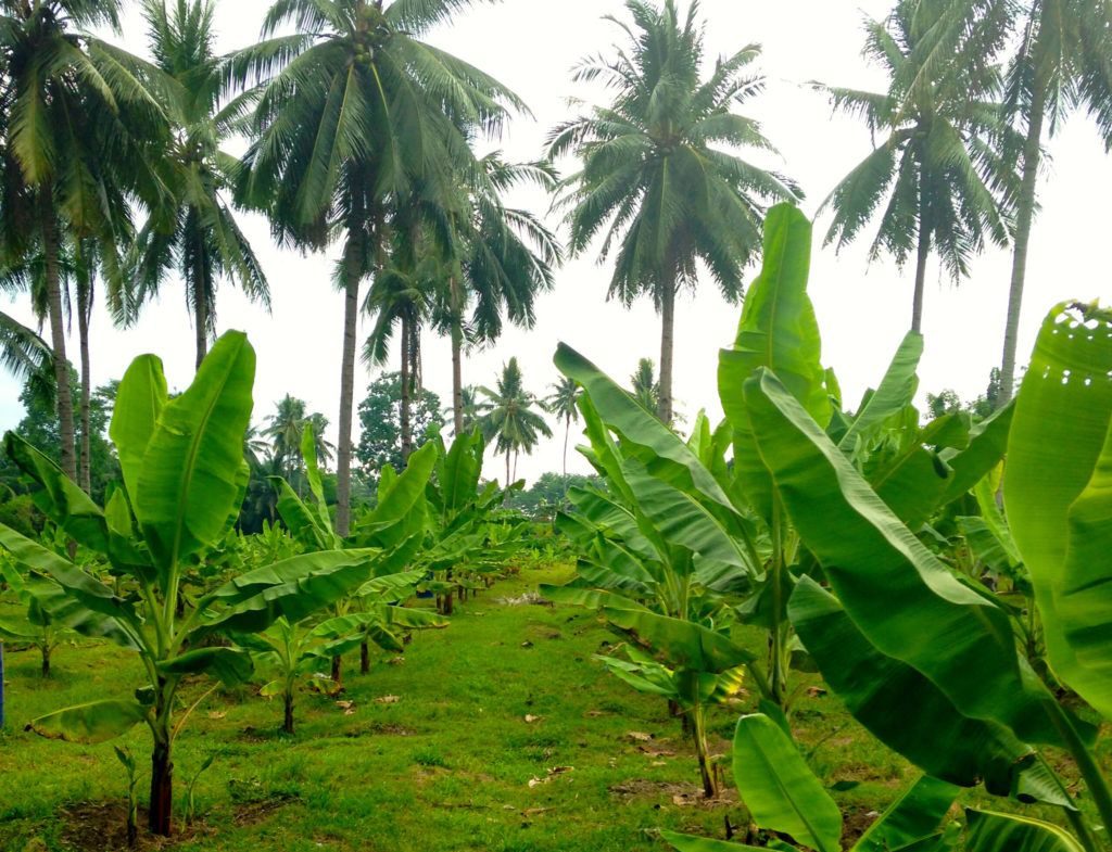 தென்னை சார்ந்த ஒருங்கிணைந்த விவசாயம்!