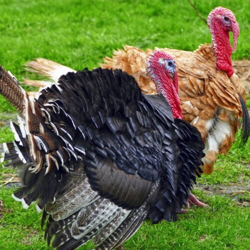 Comprehensive Strategies for Raising Turkeys!