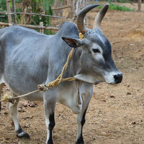 காங்கேயம் மாடுகள்!