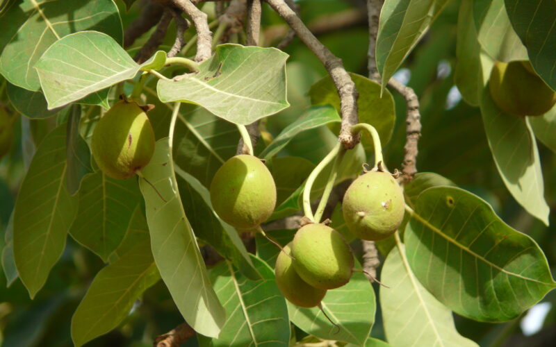 இலுப்பை மரம்