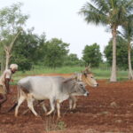 முதலமைச்சரின் மானாவாரி நில மேம்பாட்டு இயக்கம்!