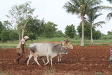 முதலமைச்சரின் மானாவாரி நில மேம்பாட்டு இயக்கம்!