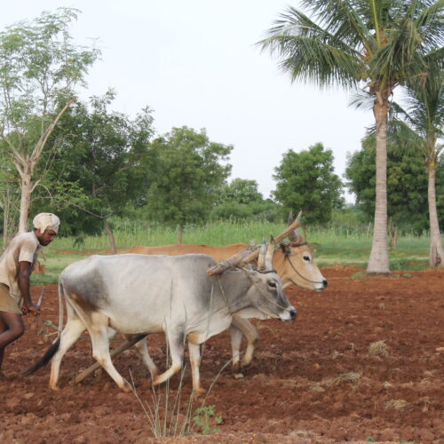 மானாவாரி நிலங்களில் மண்வளம் காத்தல்!