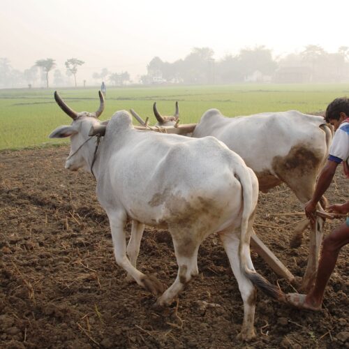 சுற்றுச்சூழலைக் காக்கும் வேளாண் விரிவாக்கம்!