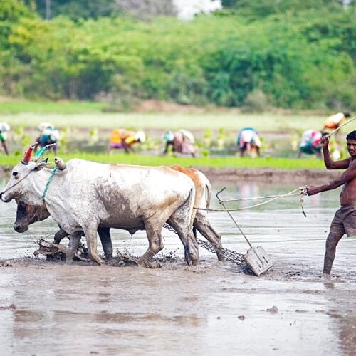 களர் உவர் நிலத்தைச் சரி செய்வது எப்படி?