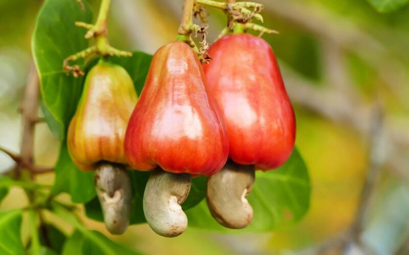 Fertilization Guidelines for Cashew Trees!