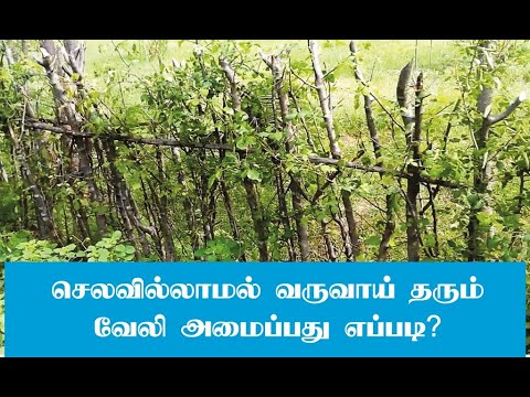 செலவில்லாமல் வேலி அமைப்பது எப்படி?