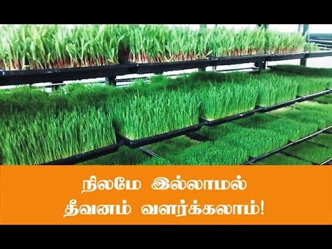 நிலமே இல்லாமல் பசுந்தீவனம் வளர்ப்பு!