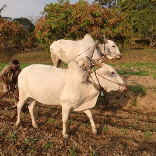 மண் சார்ந்த குறைகளும் தீர்வுகளும்!