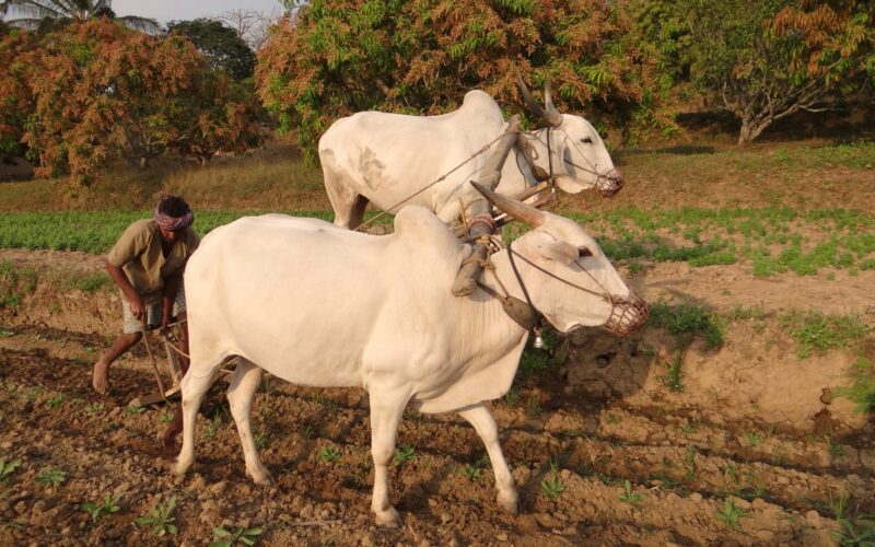 மண் சார்ந்த குறைகளும் தீர்வுகளும்!