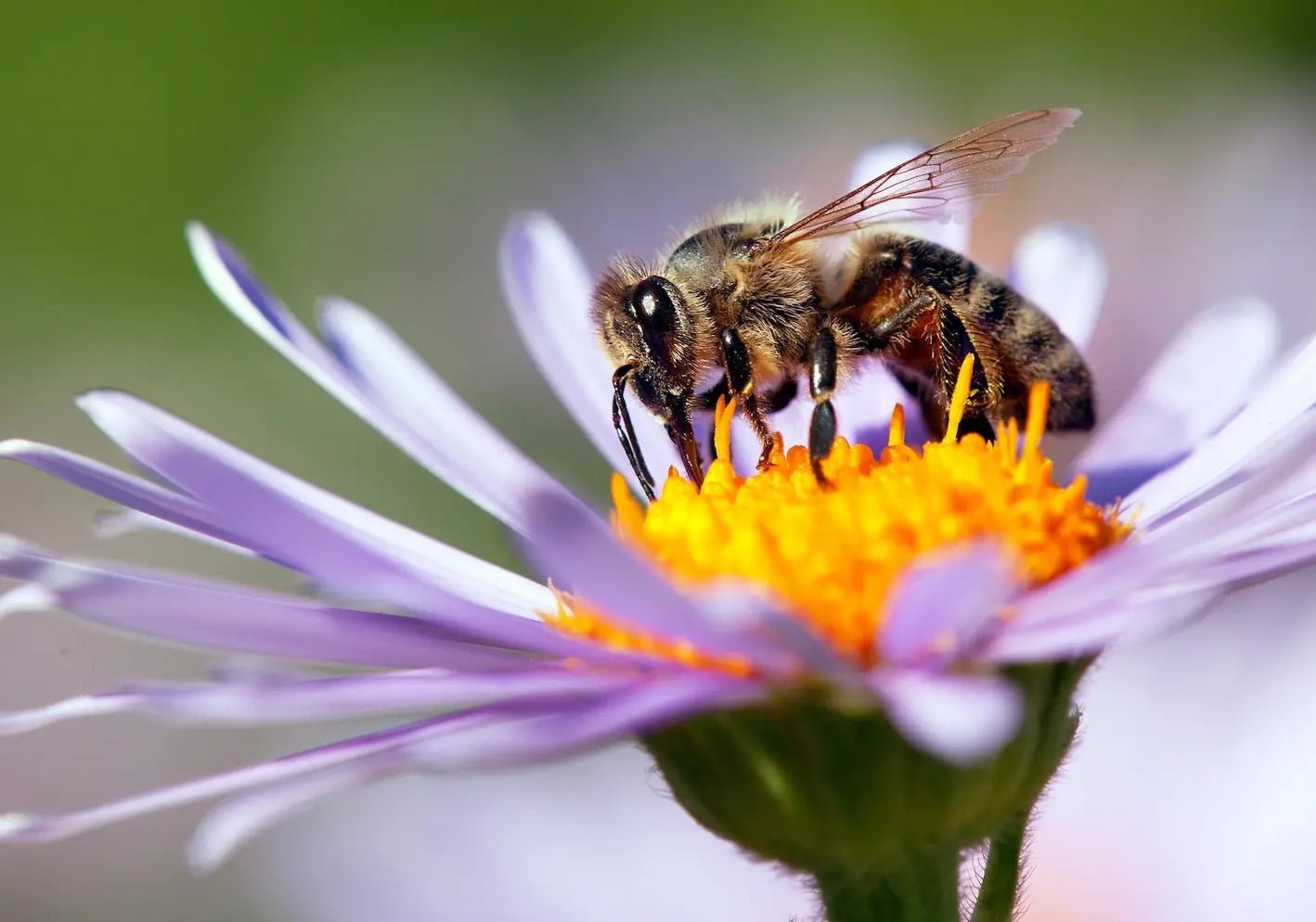 The Growing Trend of Beekeeping!