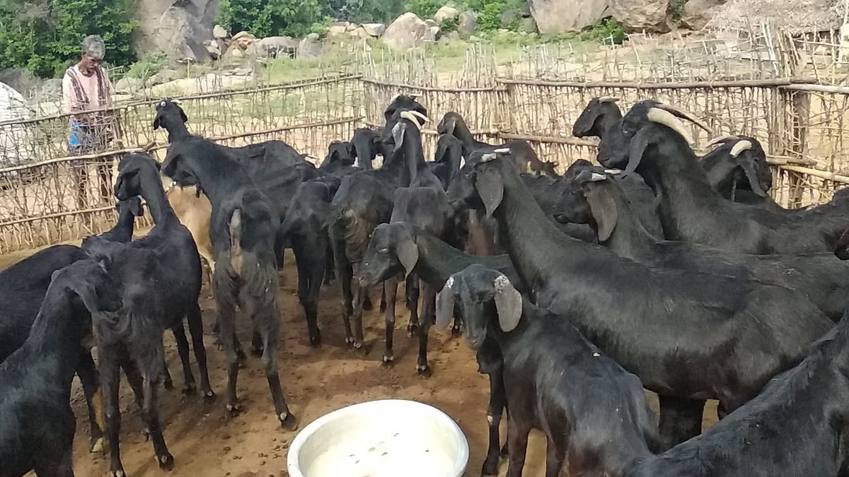 மானாவாரி மற்றும் தரிசுக்கு ஏற்ற ஒருங்கிணைந்த பண்ணையம்!