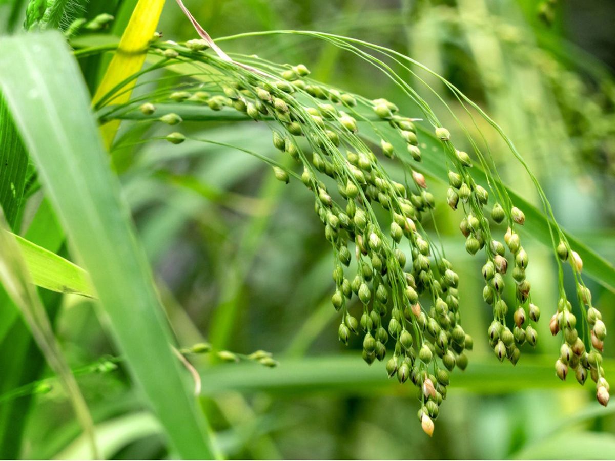 பனிவரகும் பயன்பாடும்!