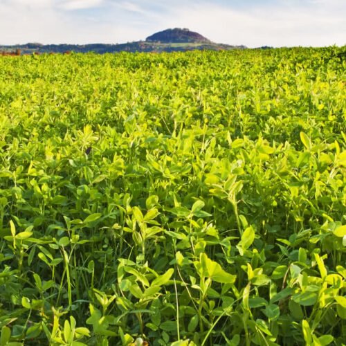 மண்வளம் காக்கும் பசுந்தாள் உரப்பயிர்கள்!