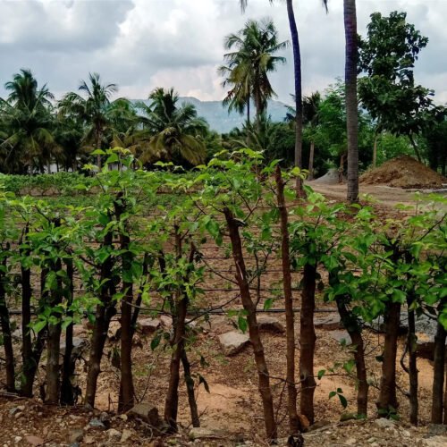 Living Fences to Protect Biodiversity!