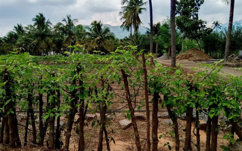 Living Fences to Protect Biodiversity!