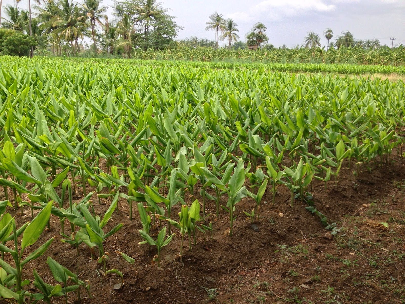 மஞ்சளைத் தாக்கும் பூச்சிகள், நோய்கள்!