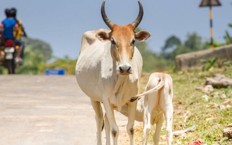 கறவை மாடுகளில் சினைப் பருவமும் அறிகுறிகளும்!