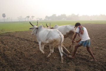 மானாவாரியில் மகசூலைப் பெருக்கும் நுட்பங்கள்!