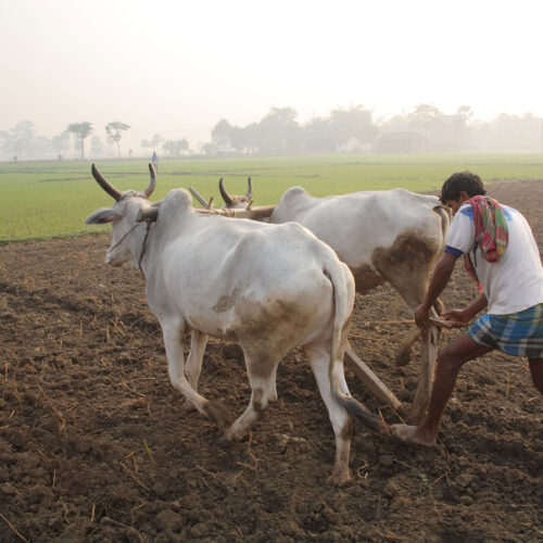 மானாவாரியில் மகசூலைப் பெருக்கும் நுட்பங்கள்!