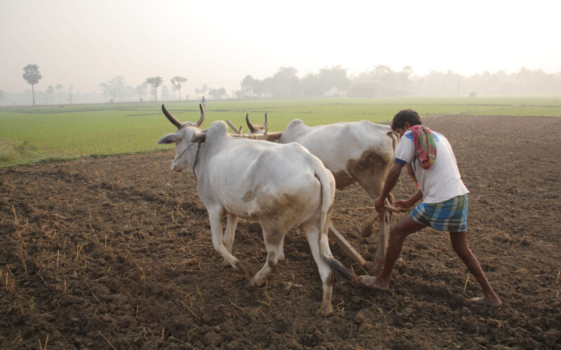 மானாவாரி