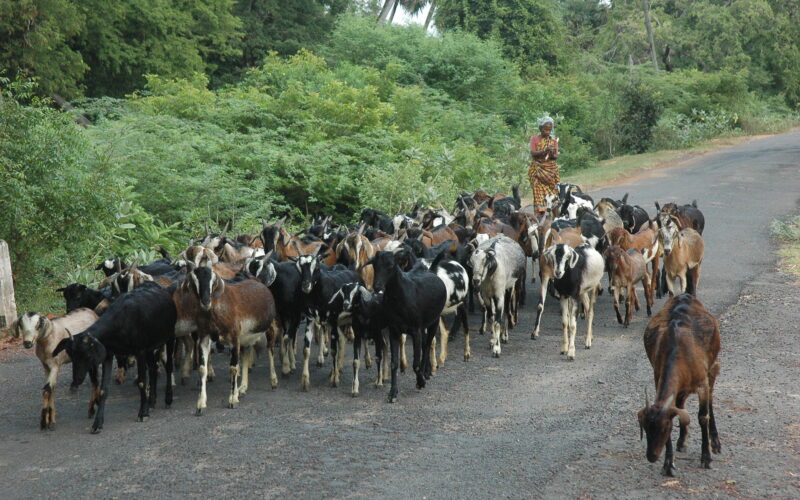 வெள்ளாடு