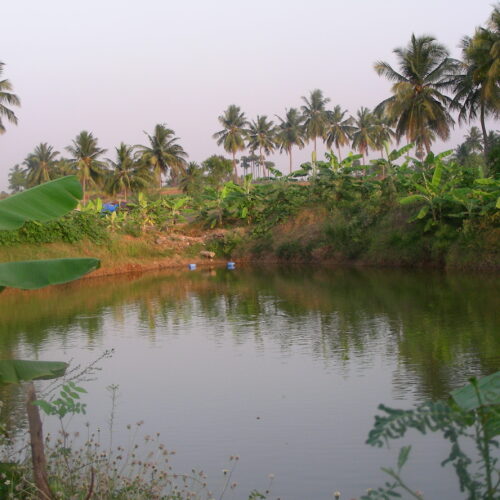 மீன்களுக்கு வைட்டமின்களின் அவசியம்!