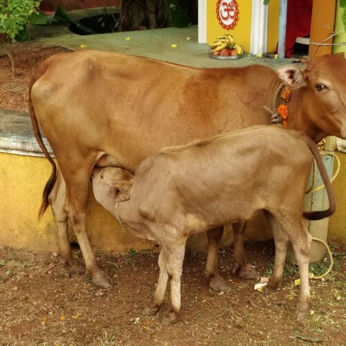 கால்நடைகள் ஈனும் நாளை அறிவது எப்படி?