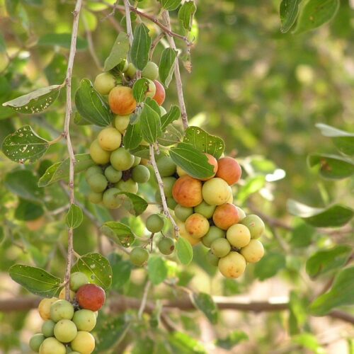 Cultivation of Prosopis Juliflora (Seemai Ilanthai) for Drought Income!