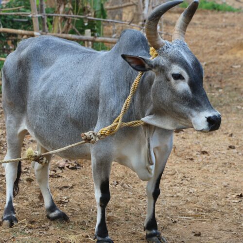 கறவை மாடுகளில் நிலைமாறும் காலம்!