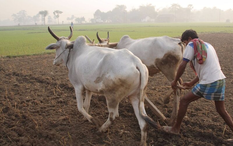 பாரம்பரிய மீட்பும் இரசாயனம் இல்லாத விவசாயமும்!