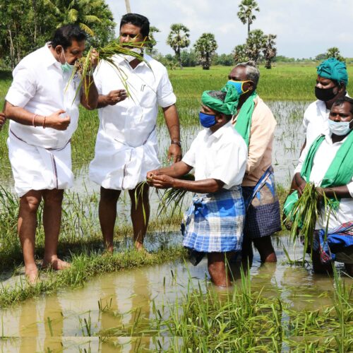 வெள்ளத்தில் சிக்கிய நெற்பயிரைப் பாதுகாத்தல்!