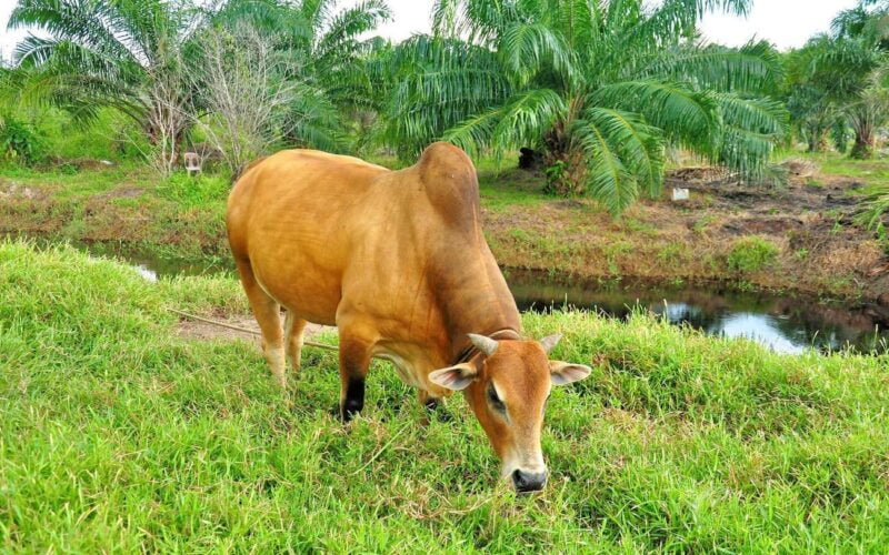 கால்நடைகளைப் பாதிக்கும் தீவன நச்சுகள்!