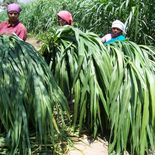 பசுந்தீவனம் எவ்வளவு முக்கியம் தெரியுமா?