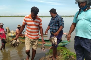 நன்னீர் மீன் வளர்ப்பில் நீர் மற்றும் மண் மேலாண்மை!