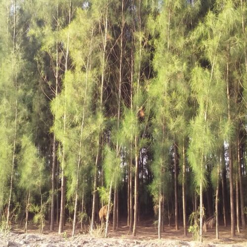 Casuarina Cultivation!