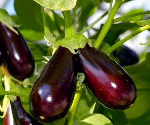 Disease Management in Brinjal Cultivation!