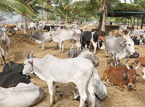 Tamil Nadu’s Indigenous Cattle Breeds!