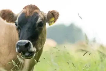 கோடைக்காலக் கால்நடைப் பராமரிப்பு!