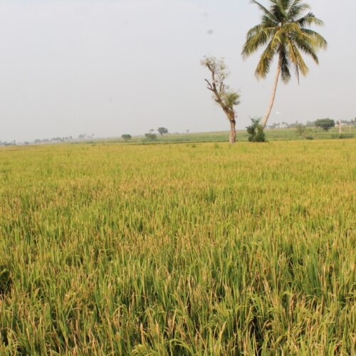 சம்பா பருவத்துக்கு ஏற்ற நெல் இரகங்கள்!