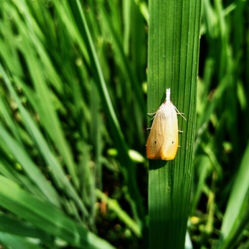 நெற்பயிரைத் தாக்கும் குருத்துப் பூச்சி!